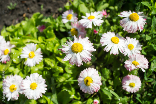 Daisy flower in the garden