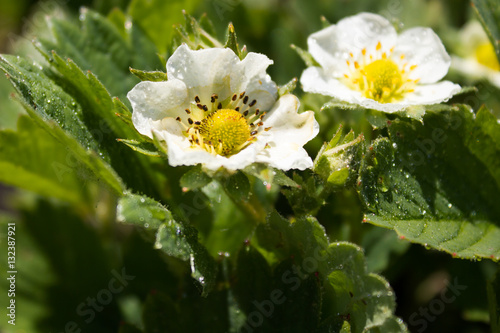 Flower of strawberry in the garden