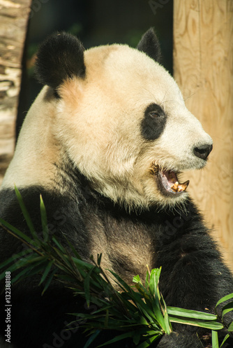 Fototapeta Naklejka Na Ścianę i Meble -  Panda