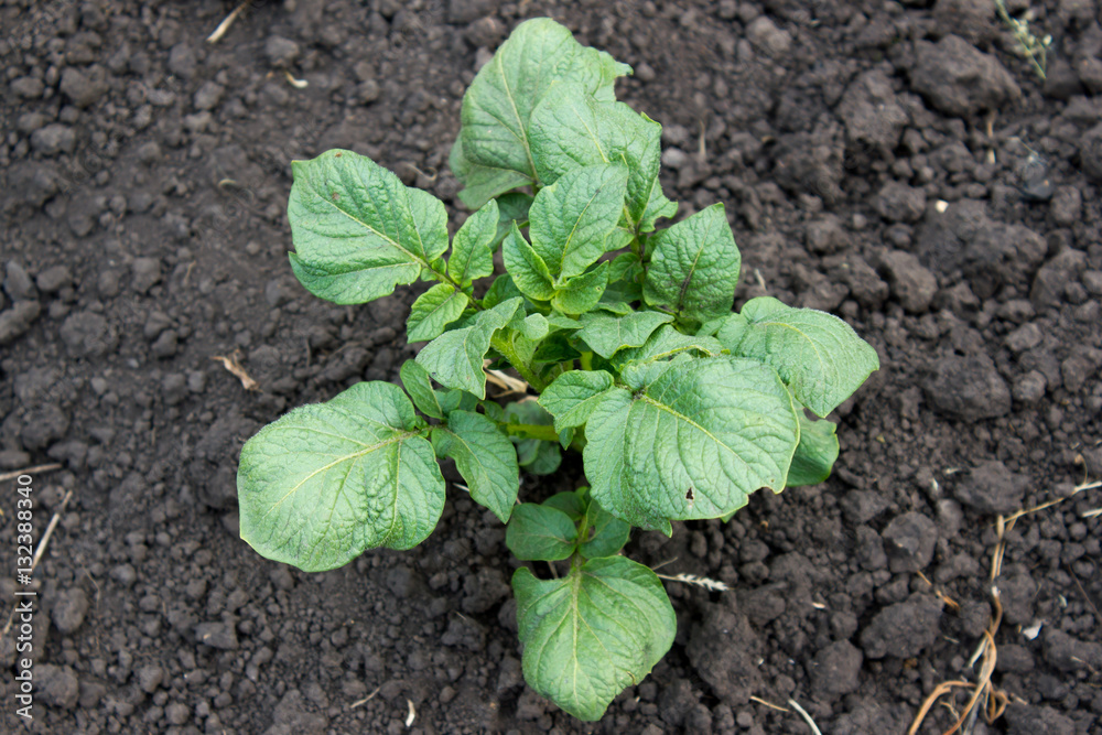 Sprout potatoes in the garden Sprout potatoes in the garden