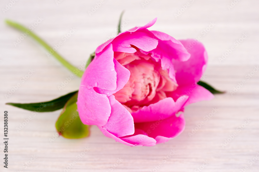Fototapeta premium Pink flowers of peonies on wooden table