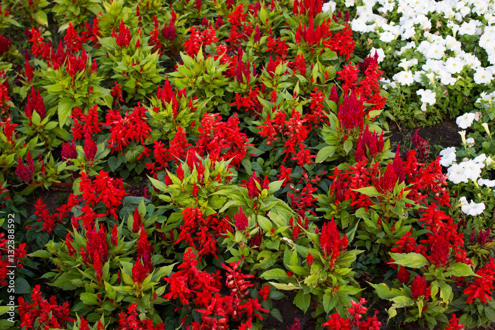 Red flowers in the garden