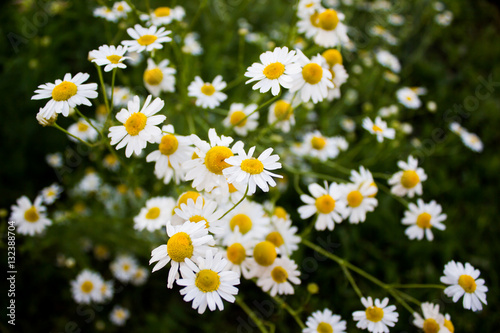 Daisy flower in the garden