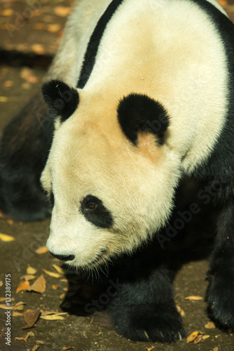 Fototapeta Naklejka Na Ścianę i Meble -  Panda