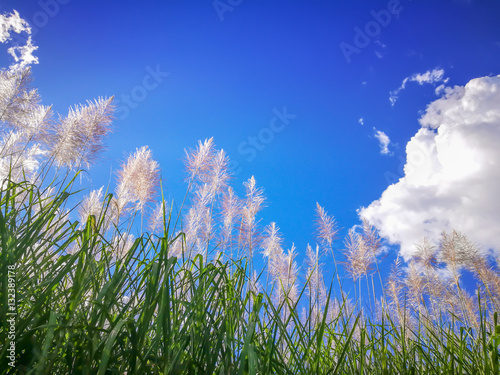 Sugar-cane on blue sky