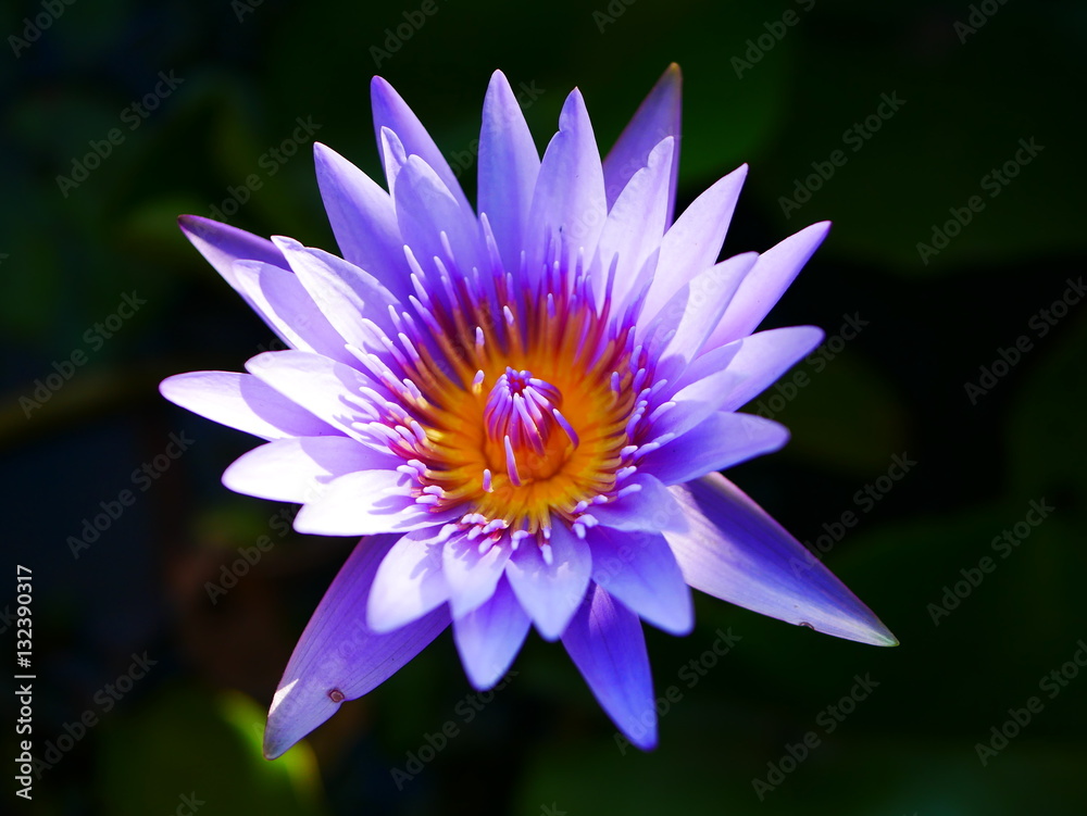 lotus flower lotus flower