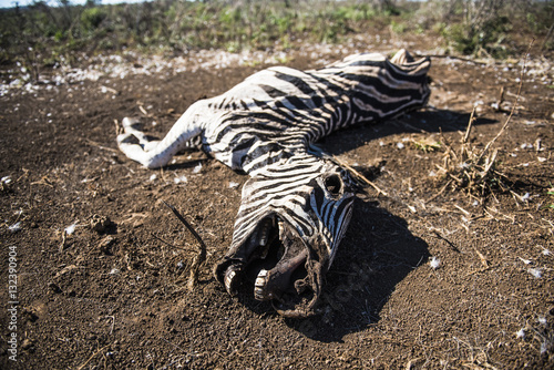 Burchells Zebra carcass from a severe drought photo