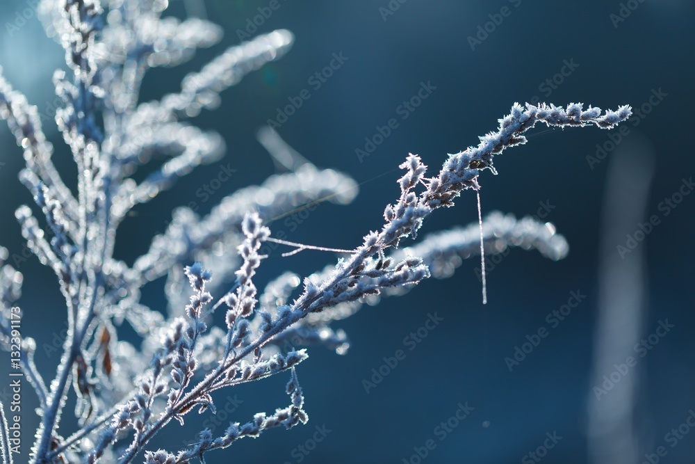 Abstract macro of white hoarfrost on plants Abstract macro of white hoarfrost on plants