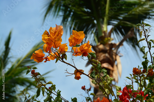 Canvas Print bougainvillaea