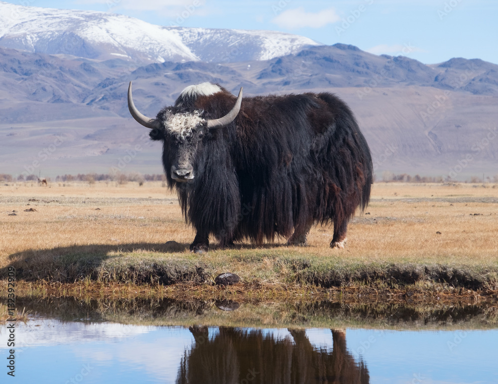 Black yak Stock Photo | Adobe Stock