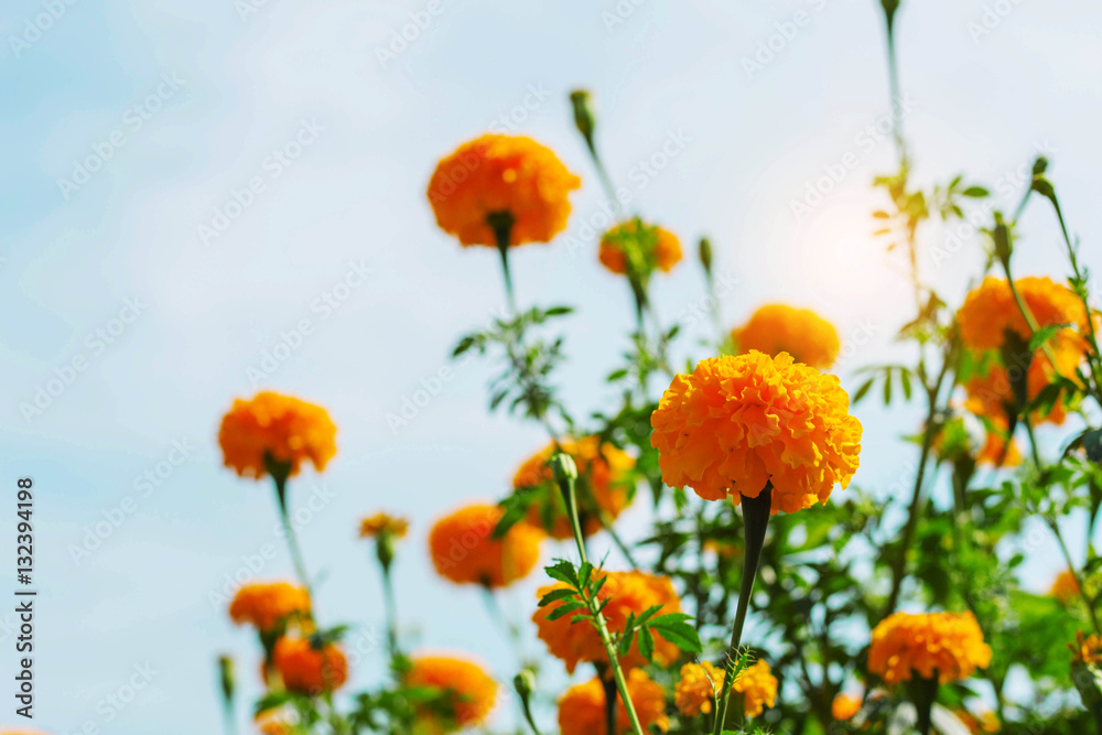 marigolds in the garden at sky. marigolds in the garden at sky.