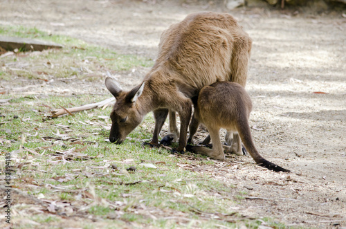 kangaroo with joey