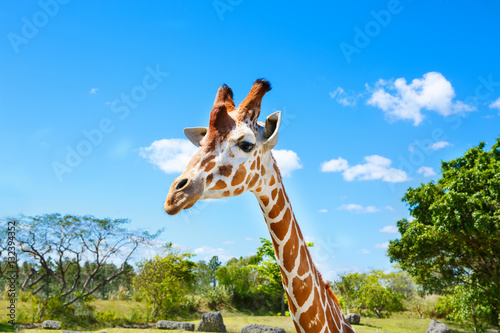 Sticker giraffes in the zoo safari park. Beautiful wildlife animals