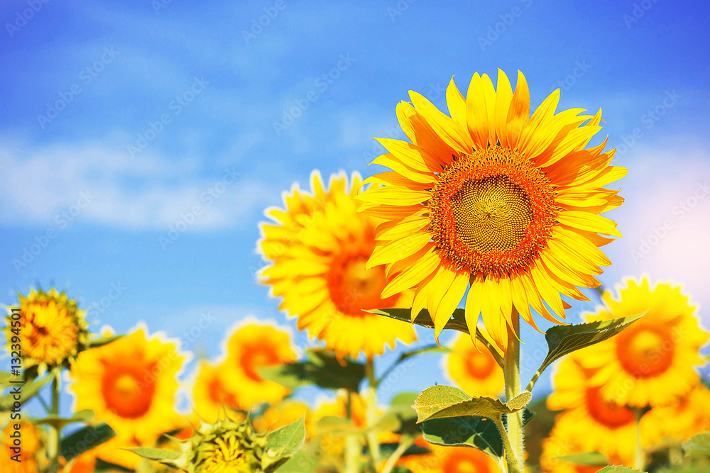 Fototapeta premium Yellow sunflowers with sky.