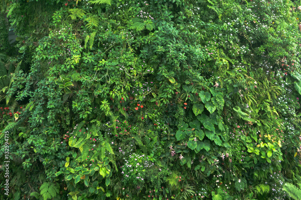 green tropical decorate plant garden fresh nature background - obrazy, fototapety, plakaty 