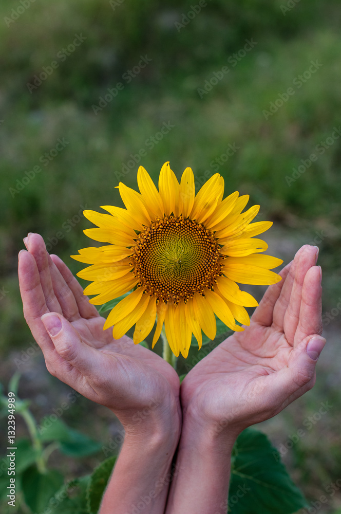 Fototapeta premium Two hands around sunflower