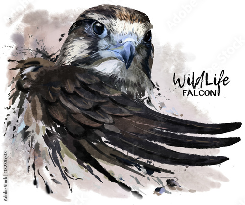 Photography Falcon watercolor painting