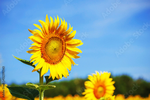 Sunflower with a bright sky.