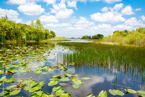 Florida wetland, Airboat ride at Everglades National Park in USA photo