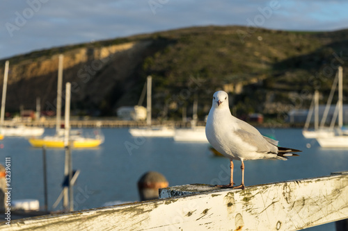 Seagull at harbour