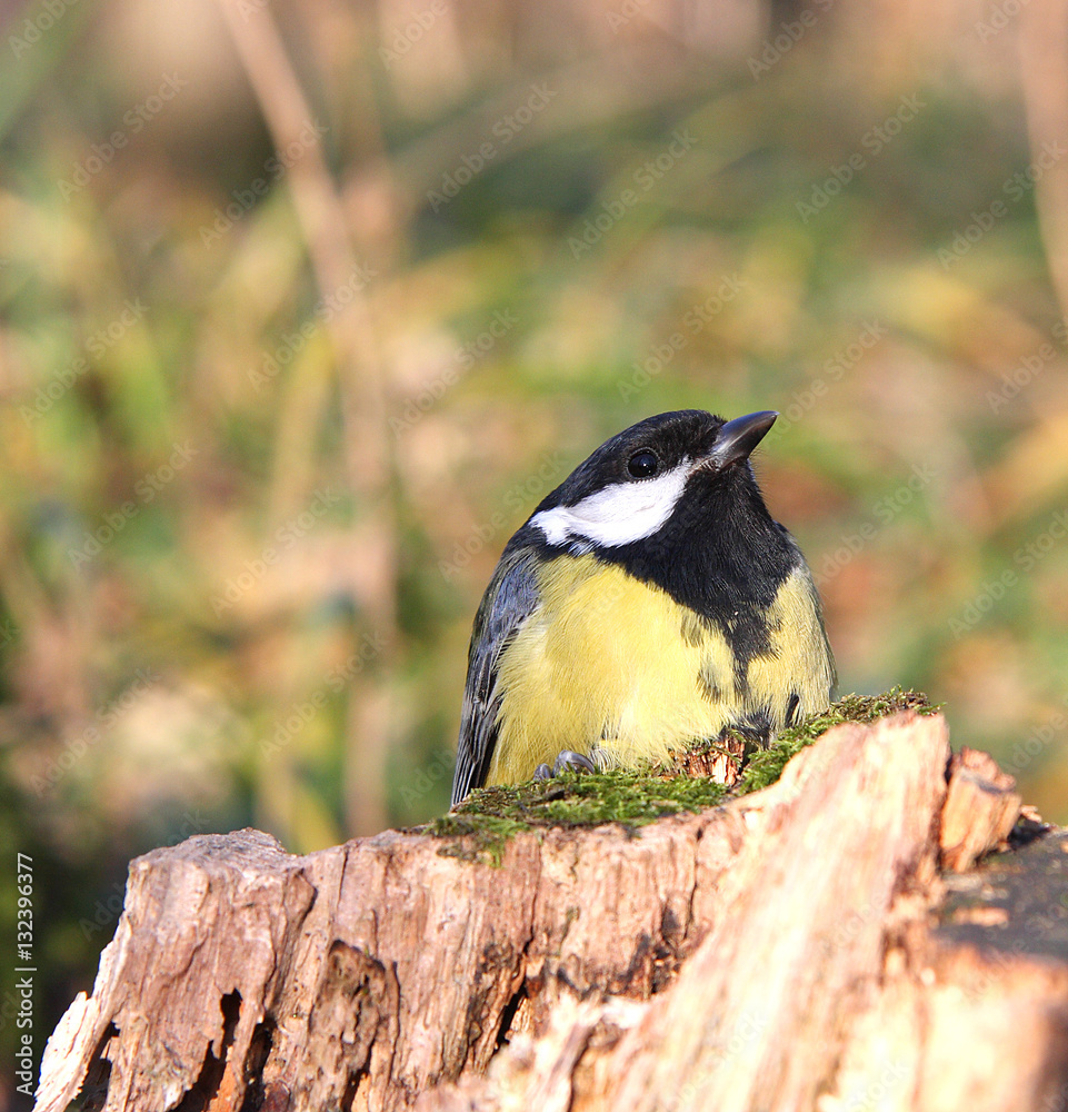Naklejka premium Titmouse