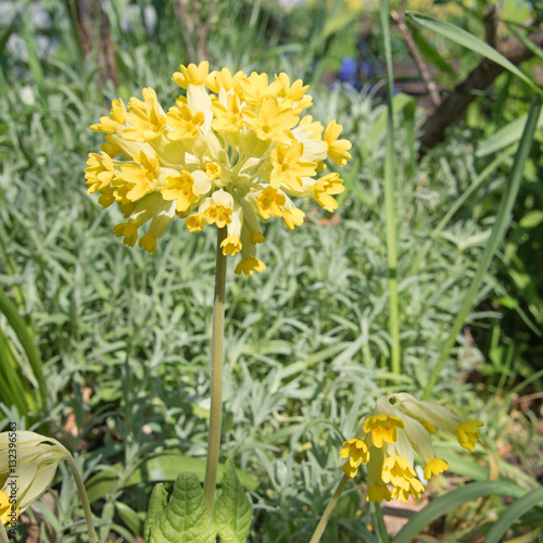 Schlüsselblume, Himmelschlüssel, Primula veris photo