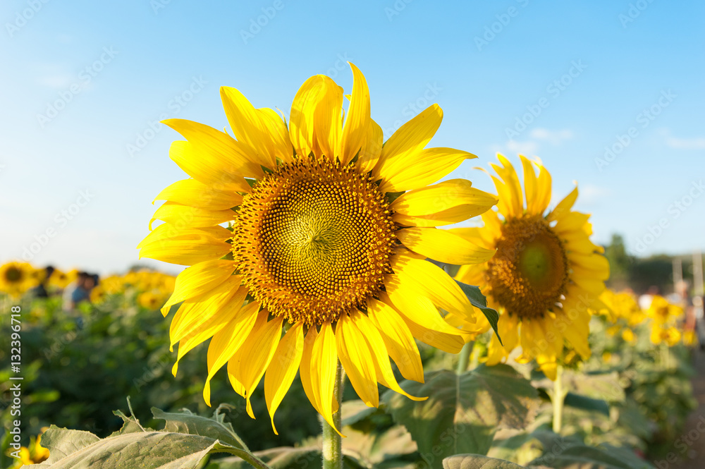 Sunflowers in the fields during sunset in Thailand Sunflowers in the fields during sunset in Thailand