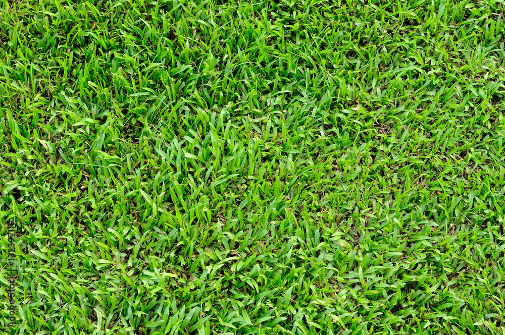 Dry leaf on walk way in park with warm light, pattern texture an Dry leaf on walk way in park with warm light, pattern texture an