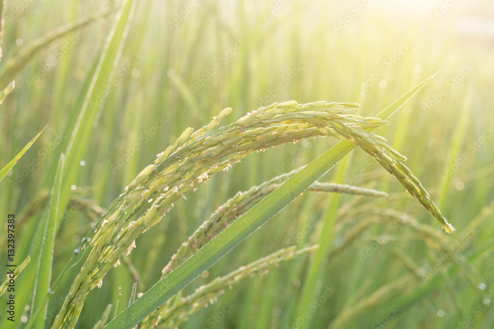 green rice plant green rice plant