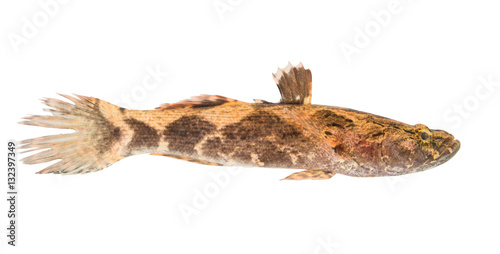 freshwater fish from natural on white photo