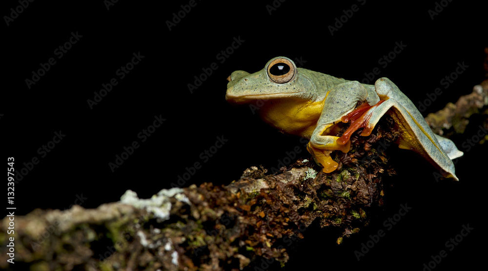 Obraz premium Beautiful Frog, Frog , Tree Frog, Tree frog on branch , Frog of