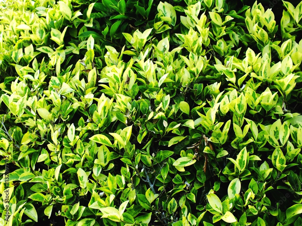 Fototapeta premium top view natural green leaves texture background