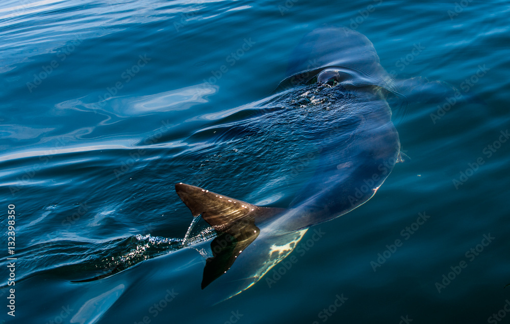 Fototapeta premium Great White Shark Underwater . Great White shark (Carcharodon carcharias) in the water of Pacific ocean near the coast of South Africa