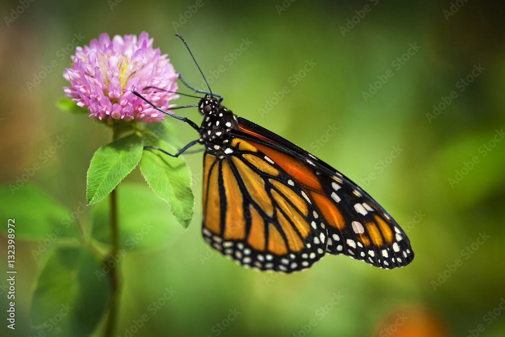 Monarch Butterfly on pink flower with shallow depth of field. Focus is on the insects eye. Monarch Butterfly on pink flower with shallow depth of field. Focus is on the insects eye.