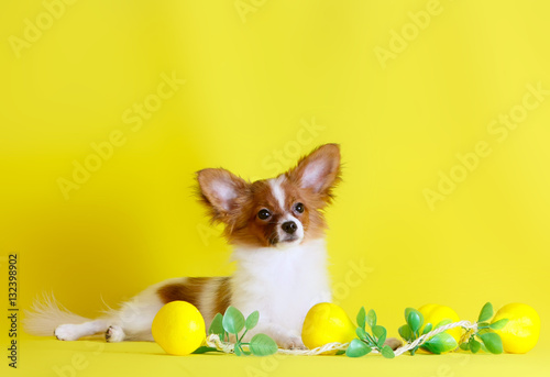 Papillon is on a yellow background. Small white dog with red ears and head. Fluffy ornamental animal. Lemons with green leaves.