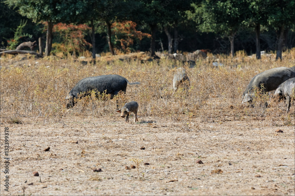 Fototapeta premium porcs