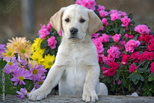 Labrador Retriever puppy sitting in garden among flowers
