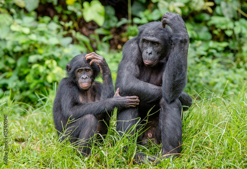 Bonobo in natural habitat. Green natural background. The Bonobo © Uryadnikov Sergey