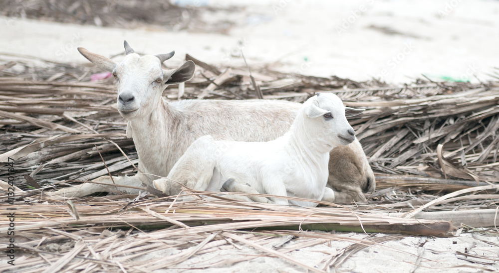 Fototapeta premium two white lambs lying on reed