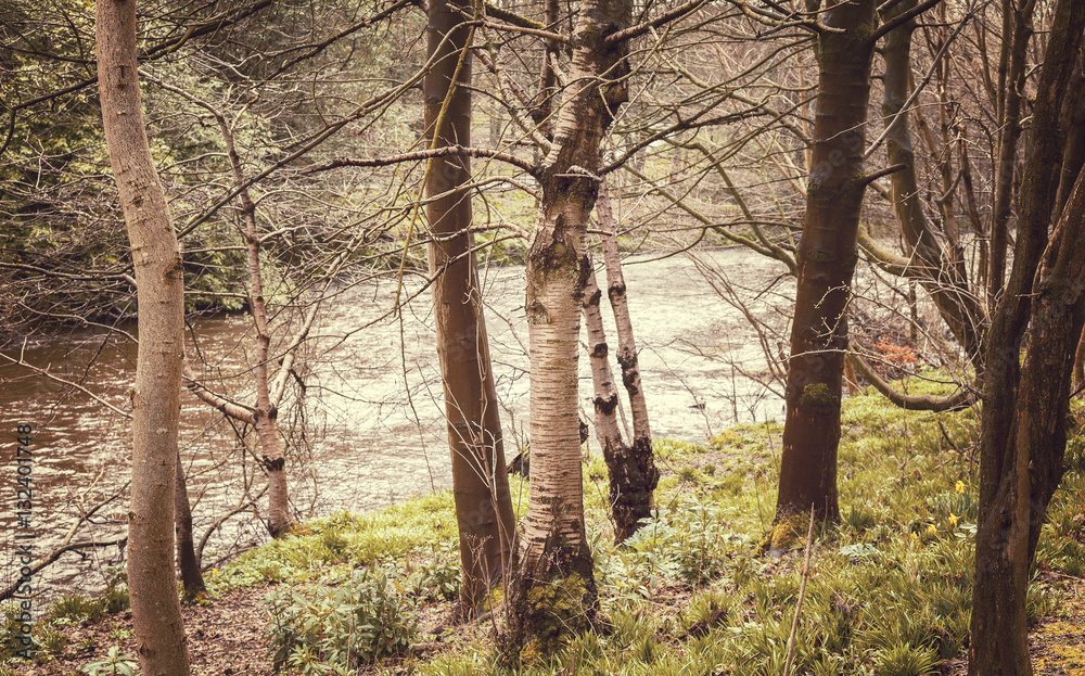Fototapeta premium Wild forest stream