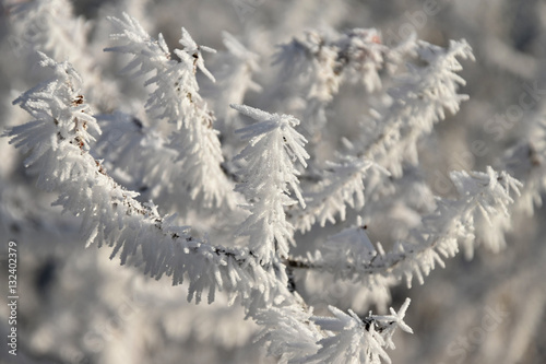 Frozen grass in winter.