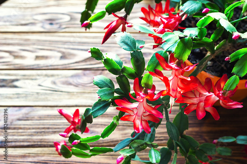 Christmas cactus Thanksgiving cactus crab holiday cactus Schlumbergera Truncata zygocactus delicate flower pot wooden background Urban gardening home planting houseplant Concept image interior design