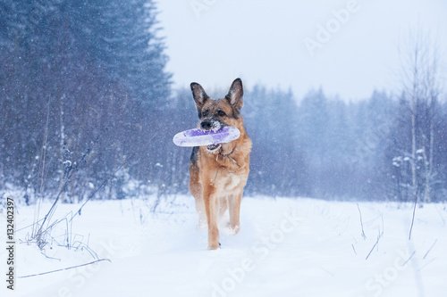 dog breed German Shepherd fun playing with toy puller in his mouth on background of winter forest