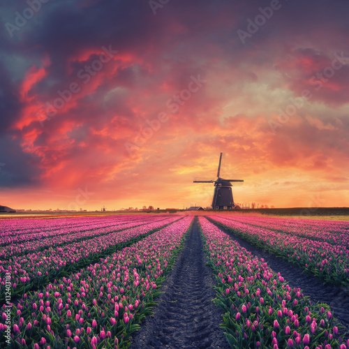 Canvas Print Dawn over Field of Tulip and Windmill
