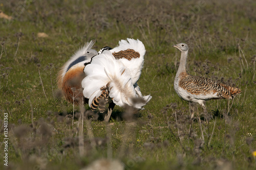 Male and female of Great bustard in mating season. Otis tarda