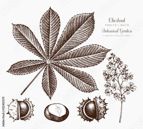 Chestnut botanical illustration. Vector hand drawn leaf and nuts sketch set. Autumn tree drawing.