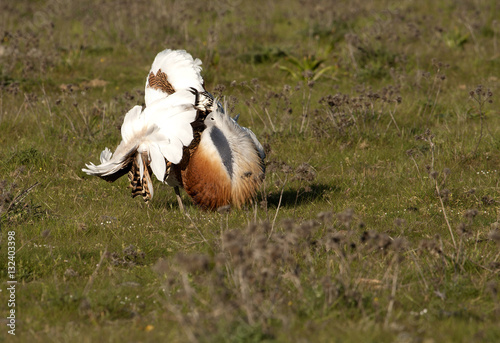 Fotografie Male of Great bustard in mating season. Otis tarda
