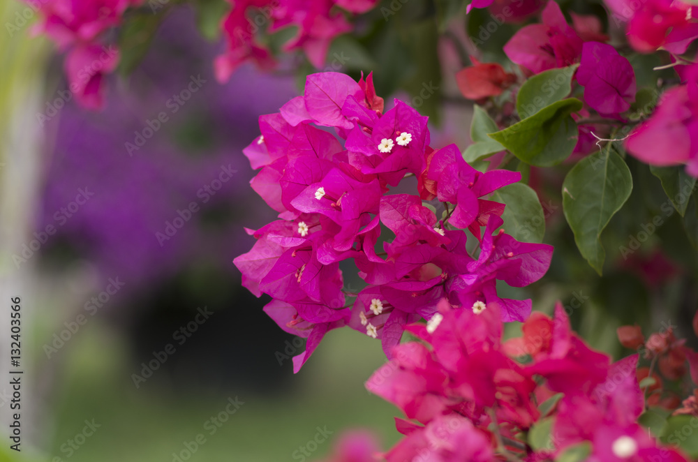 Obraz premium ブーゲンビリア