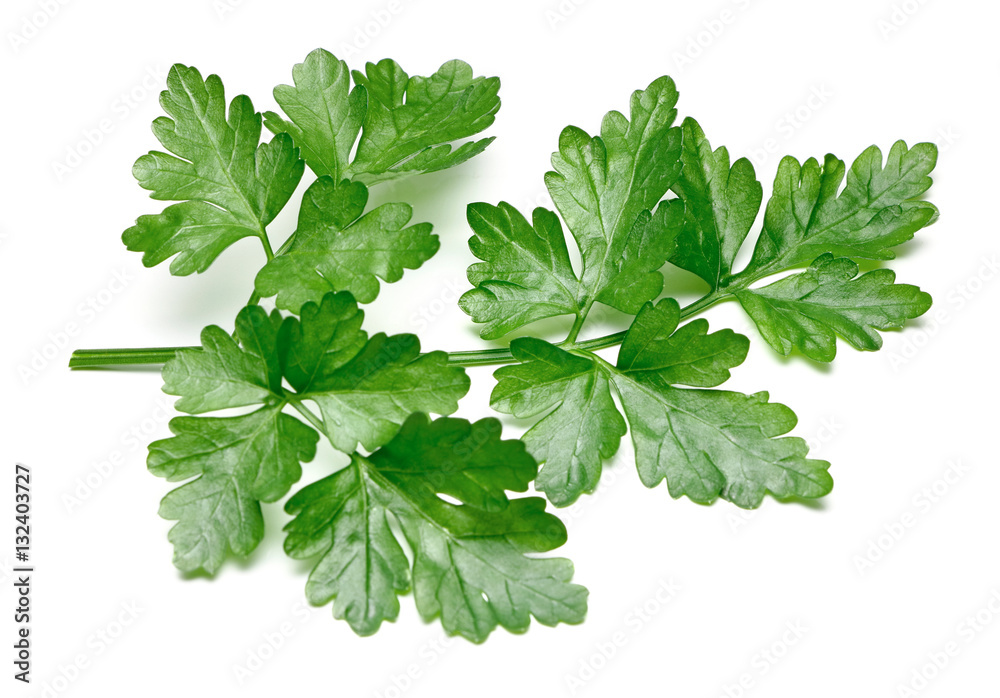 Fresh Parsley isolated Fresh Parsley isolated