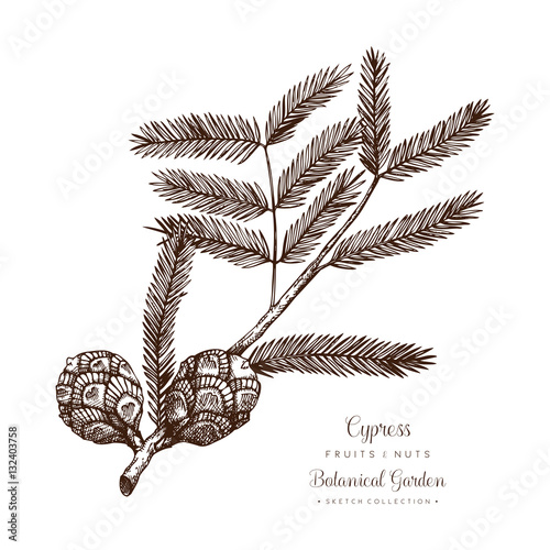 Vintage Cypress illustration. Hand drawn tree sketch on white background. Vector conifer plant.